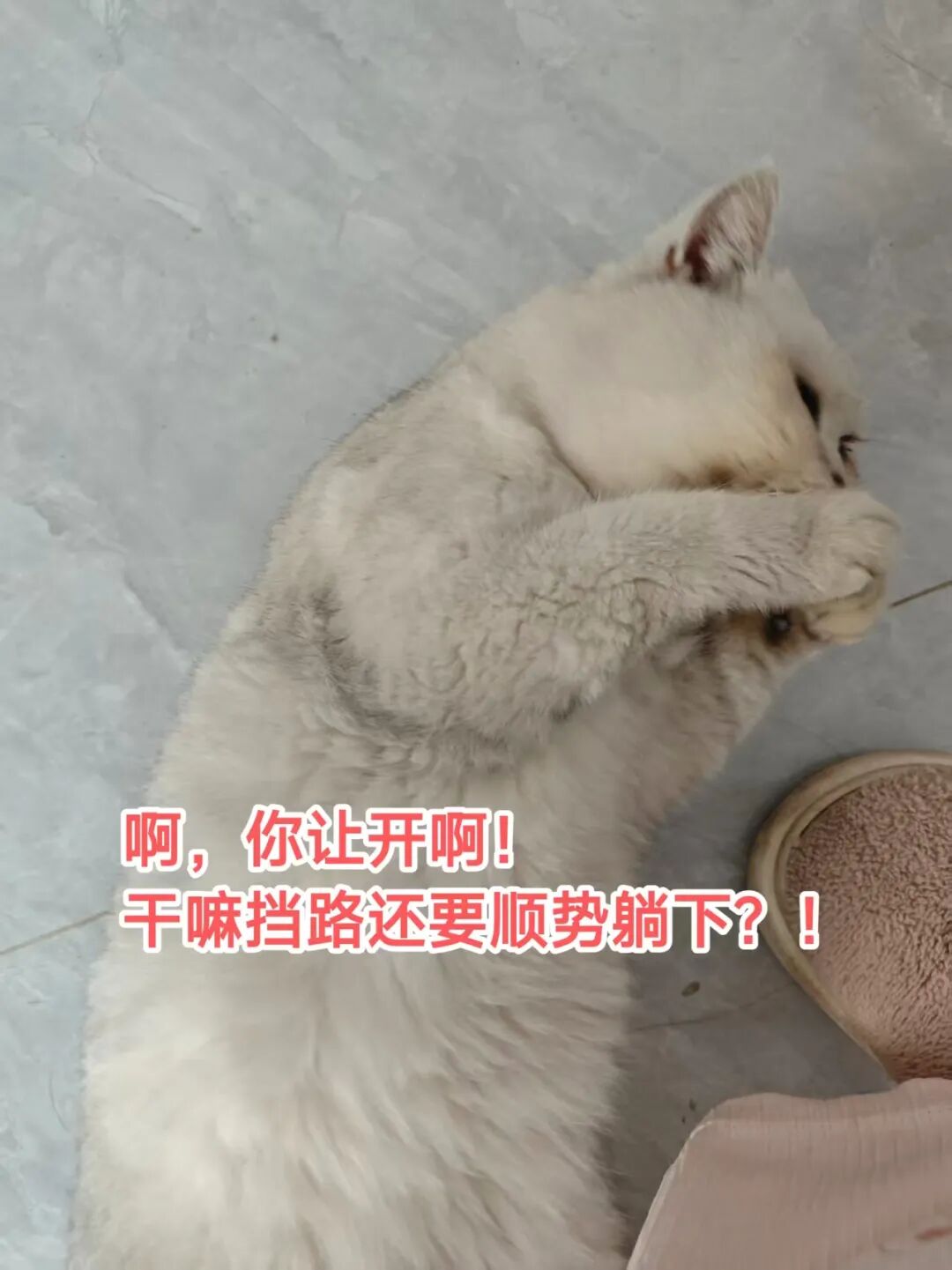 猫猫没错！人全责！小猫为什么总挡路？根本不是想绊倒你，真相暖哭了
