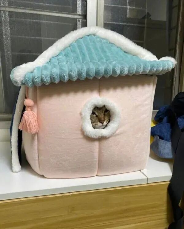 给猫买了个带窗的猫窝后，猫很喜欢，级别一下就提高了！