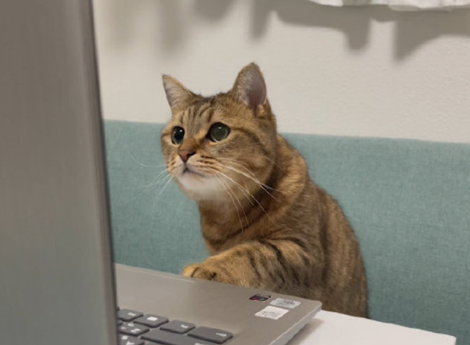 开远程会议中途离开去上厕所，回来发现家里的猫在帮忙开会，猫：大家听我喵两句！