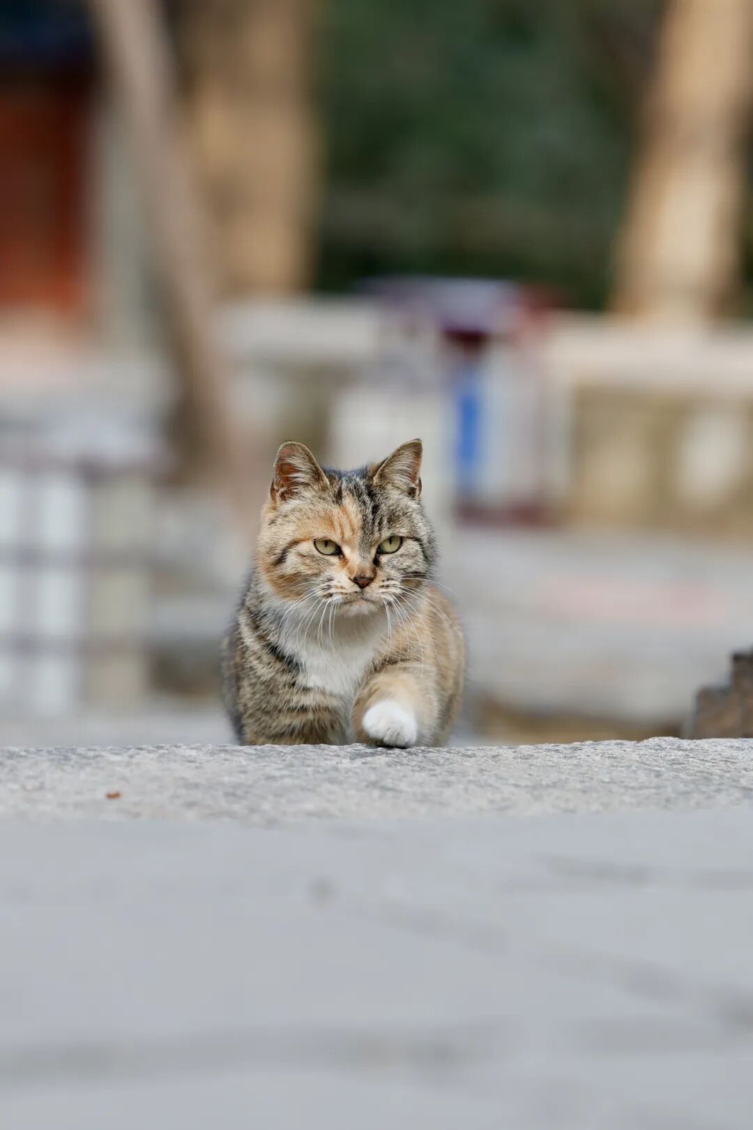 大觉寺：白塔守护者