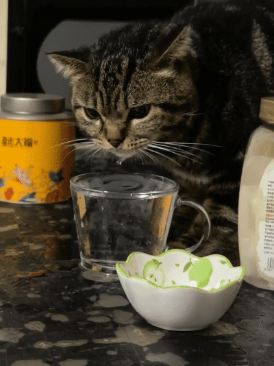 主人吐槽自家笨小猫喝个水要把自己淹死了。网友：可能是“人教版”的小猫。