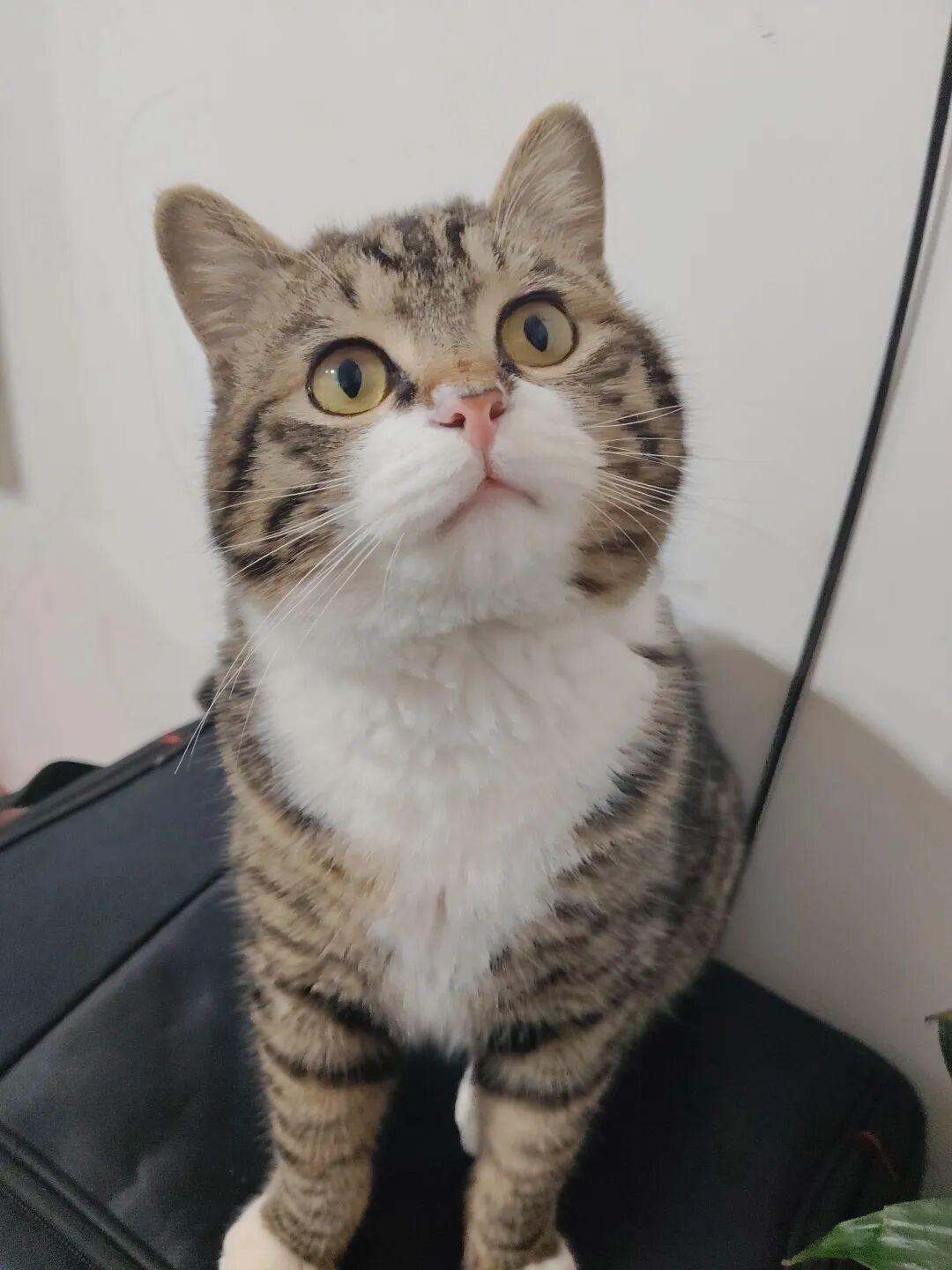 猫仔的颜值，给我的公众号带来了流量