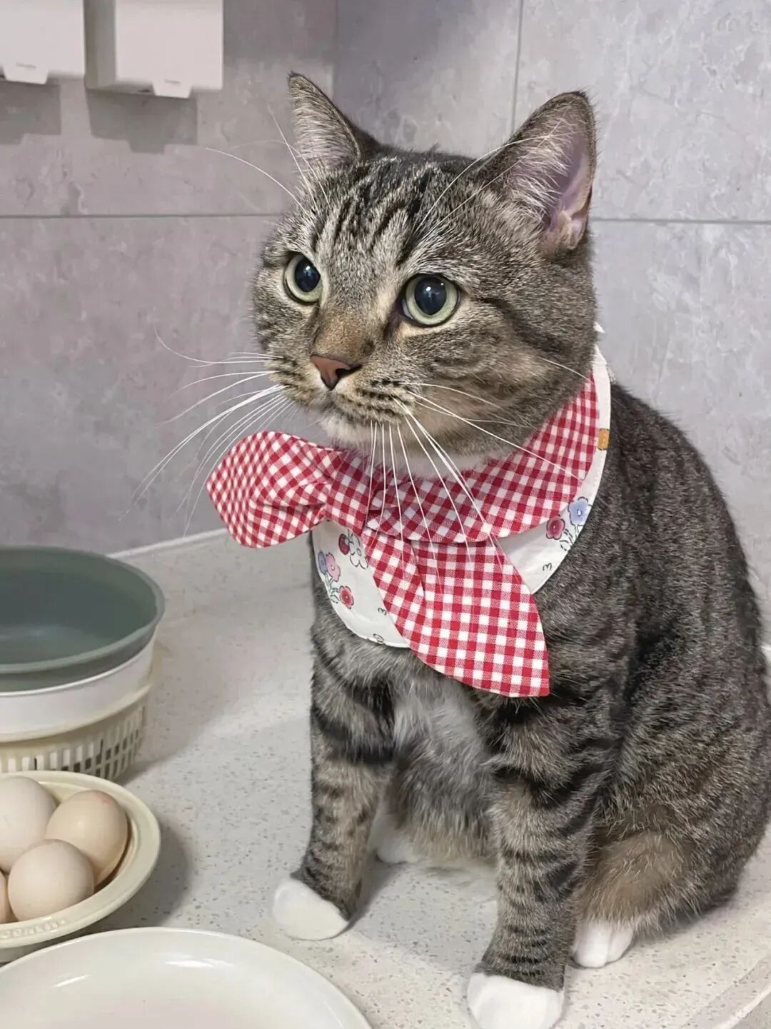 当我妈问我养猫有啥用的时候，我给她发了这个！