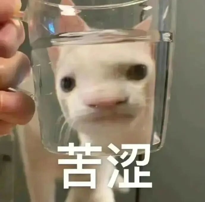 小哥骂公司烂却5年不走，因可带猫上班揍老板的猫，老板：打猫就不能打我