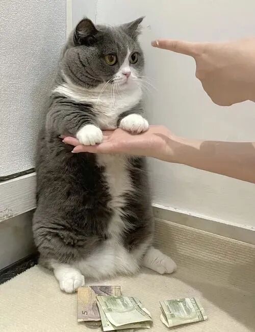 猫米:“做错事被主人罚站”，这表情绝绝子