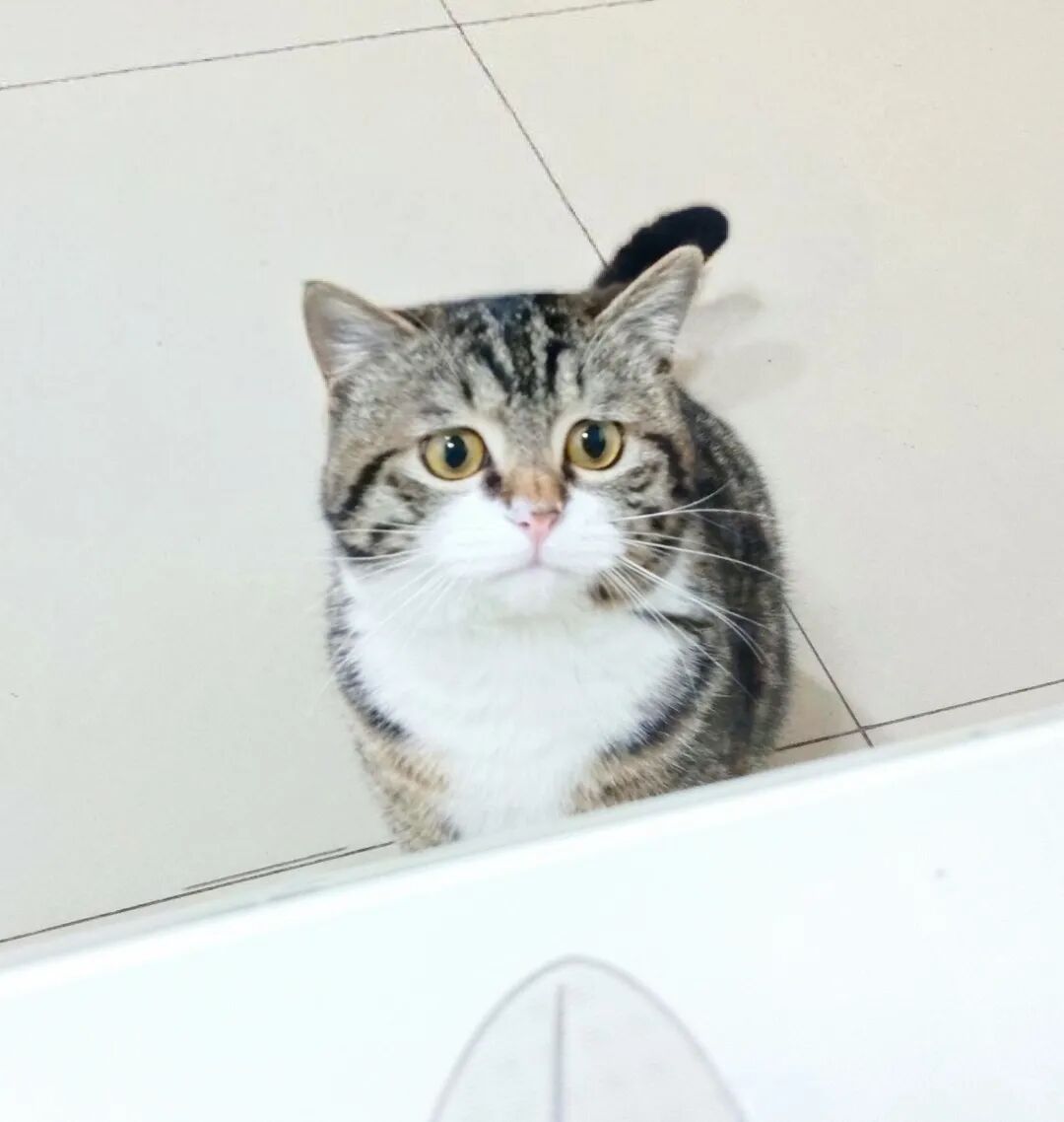 捉弄猫仔，抱着它照镜子