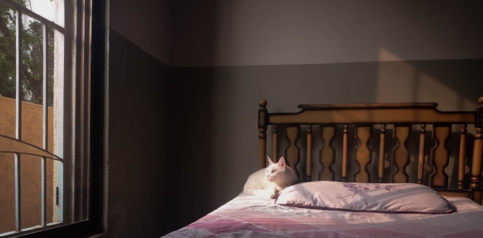 你的猫，暴露了你的潜意识性格