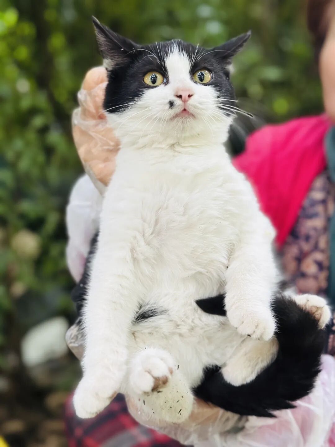 我熬过了猫瘟，结局却还是只能被放归流浪！