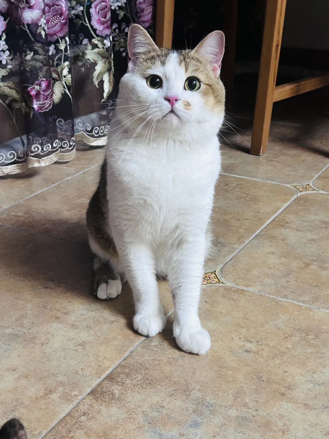 我家猫咪失恋了/绝育后的中分，用五天时间，谈了一场刻骨铭心的“恋爱”。