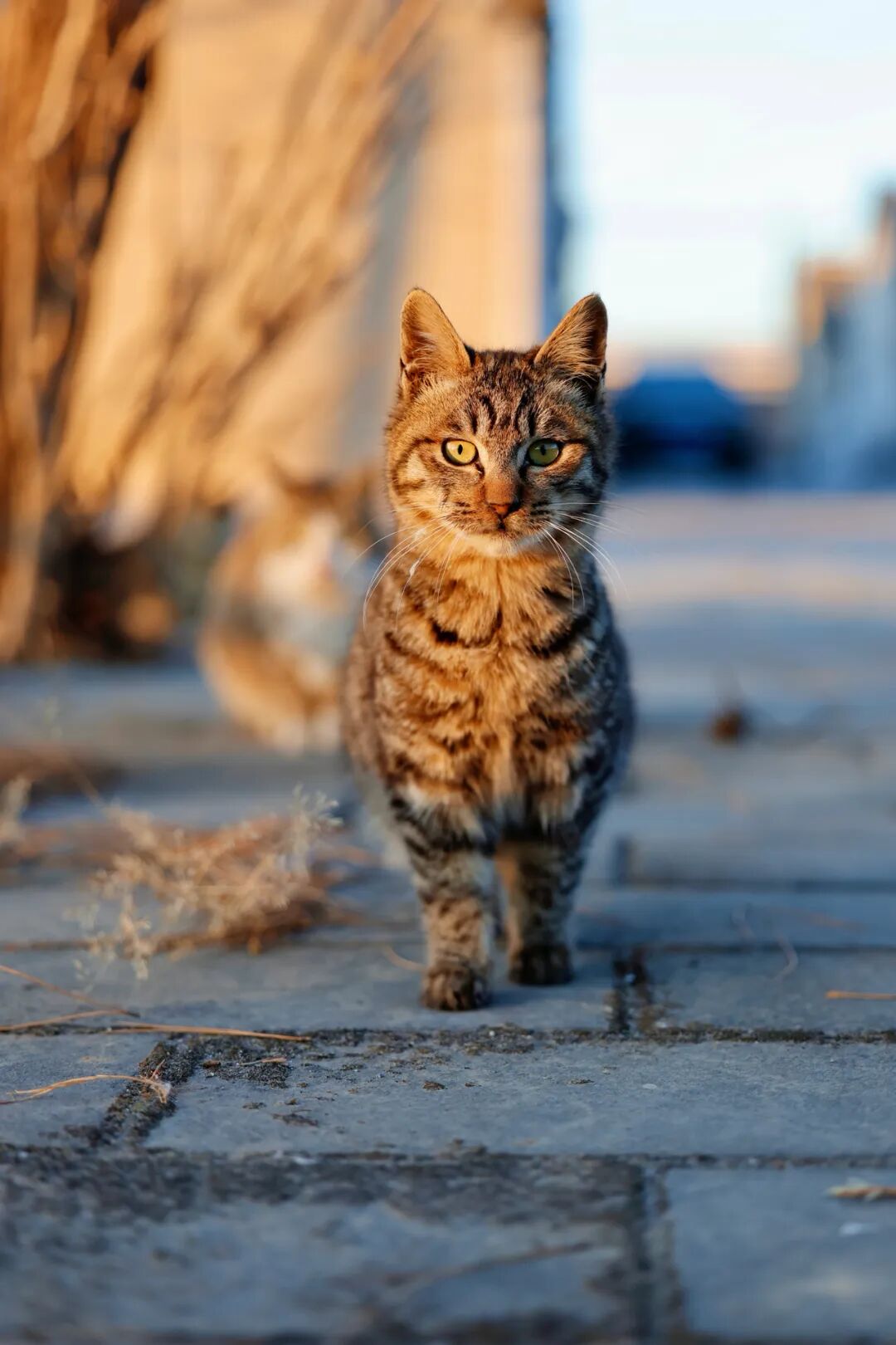 日落时分，是猫的浪漫诗