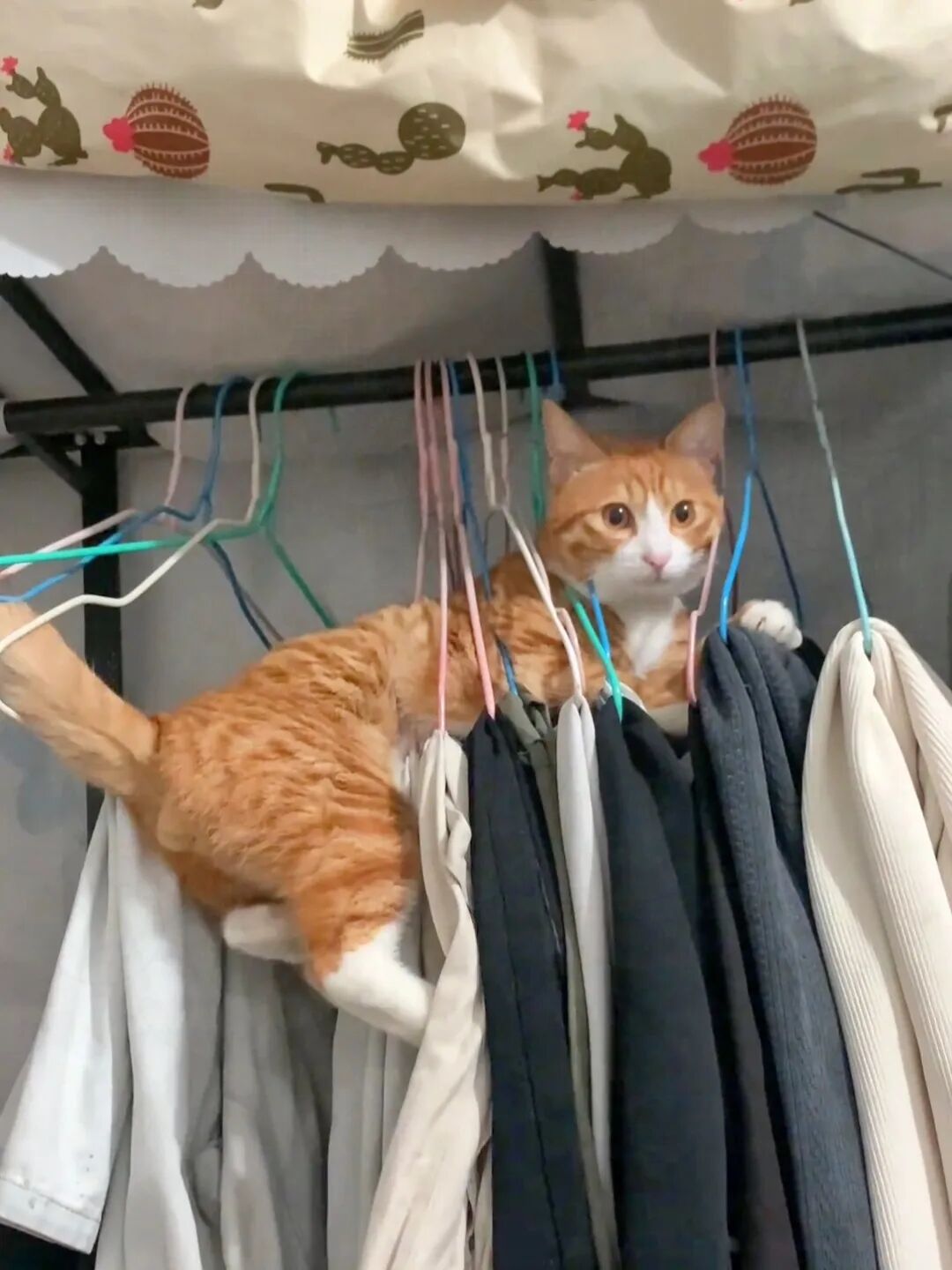“心机猫”装睡翻车！主人偷偷加俩衣架，它真把衣柜当吊床了？