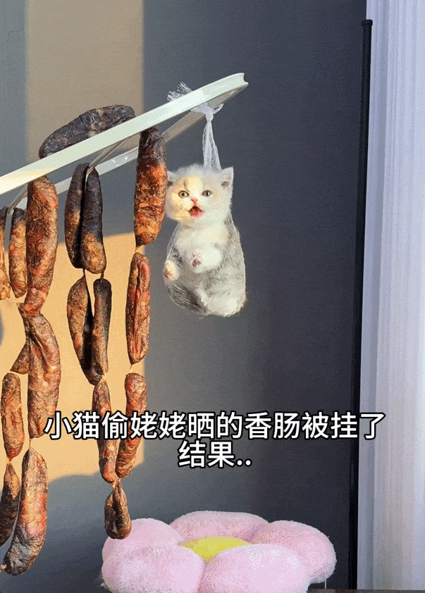 小猫偷吃姥姥晒的腊肠，结果…不仅被挂网上，还被挂“网上”