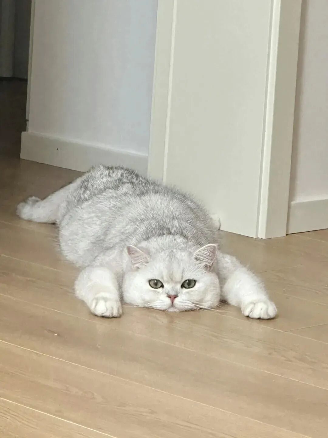 谁要，打包带走，这猫要不得了～