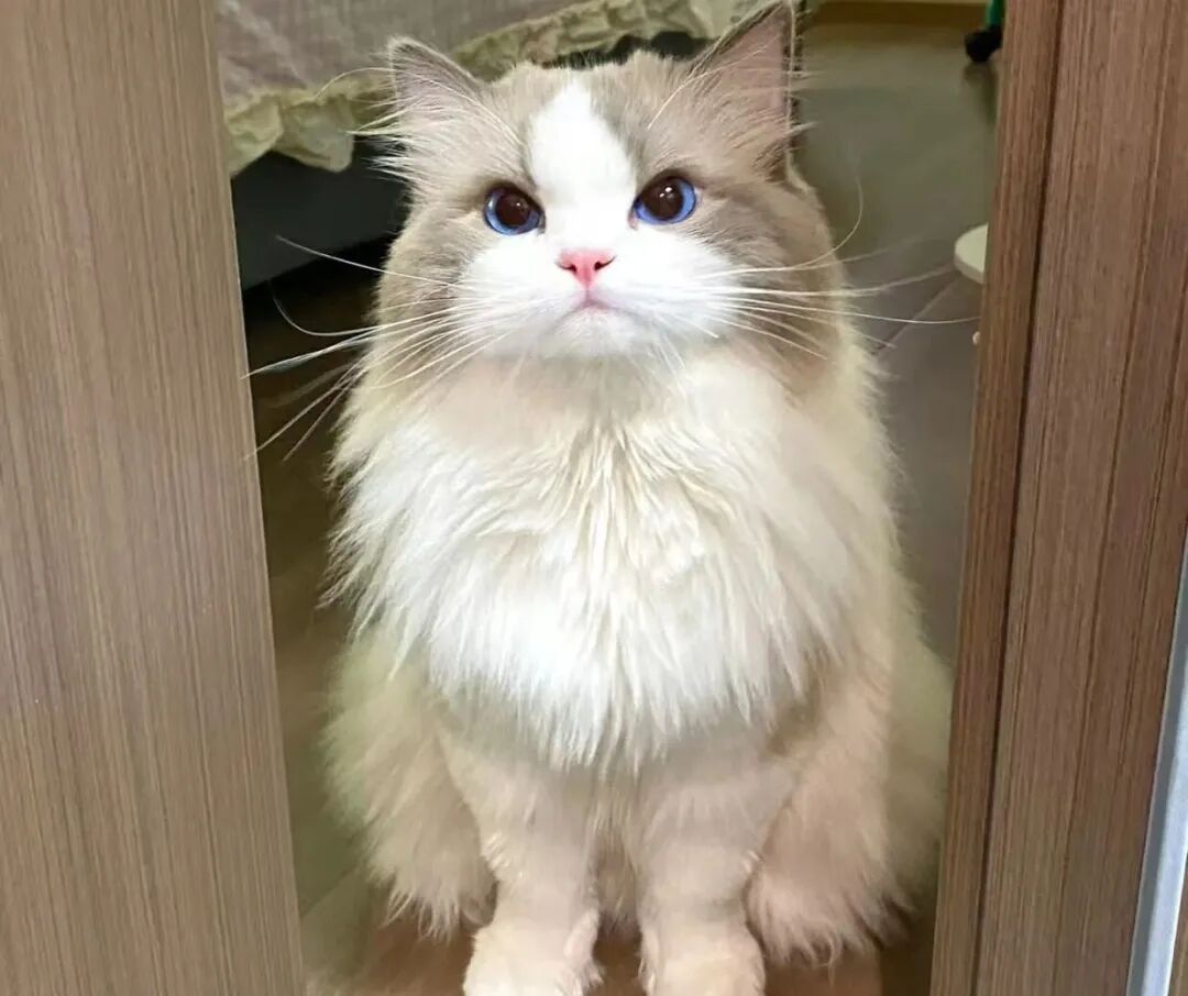 养猫久了，才知道猫咪最反感你做这些事，希望你没做过