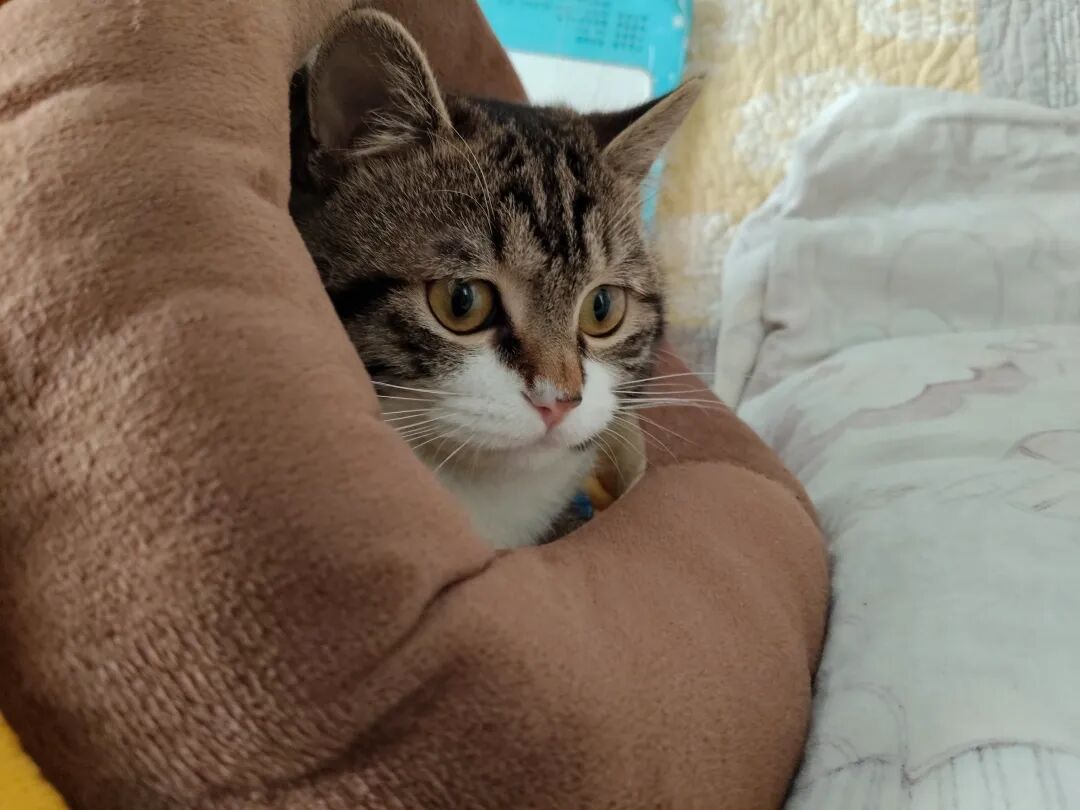 自从养了猫仔，买菜的方便袋舍不得扔了