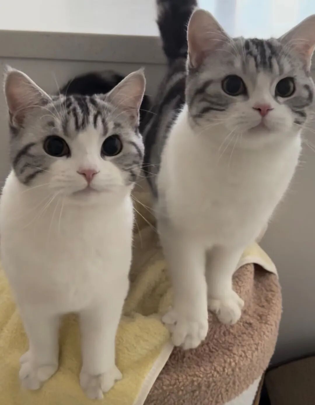 猫为什么明明听到你叫它，但就是不过来？背后这5个原因，气人又好笑