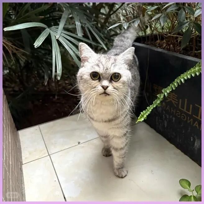 小区垃圾站骨折小猫爬出求救，X光片曝光：四肢碎成渣仍想活