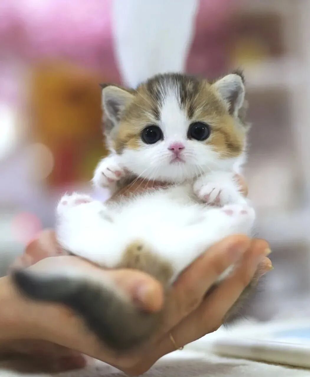 这是谁家的掌中宝，太可爱了吧！