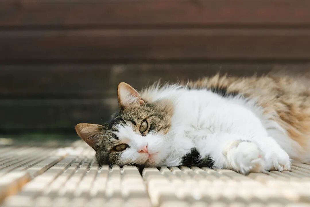 小猫为什么总是挡路？是想绊倒我们吗？