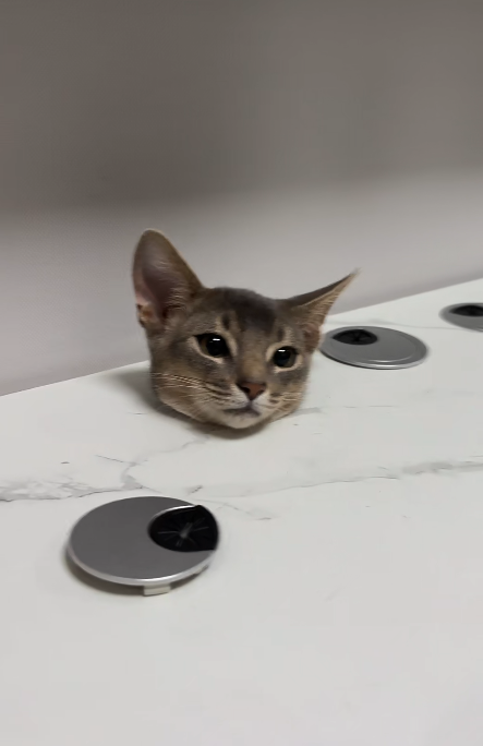 洗澡出来发现猫头被卡住了，铲屎官崩溃：不想锯柜子怎么办啊？