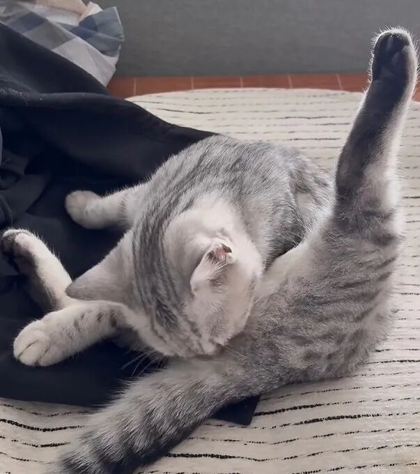 猫咪拉完粑粑后，需要帮 TA 擦屁股吗？