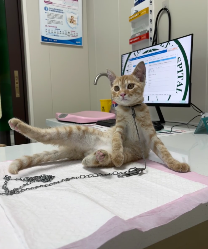 主人带小橘去打针，小橘悠闲坐在医生面前舔手又舔脚，网友看呆：这有点太大方了吧！