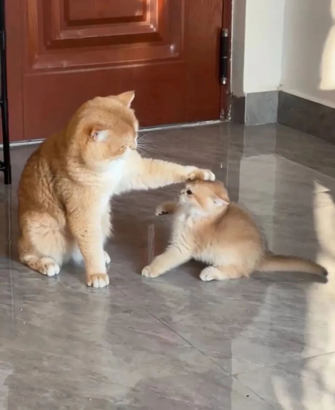 猫爸训娃现场：别以为年纪小就可以胡作非为！