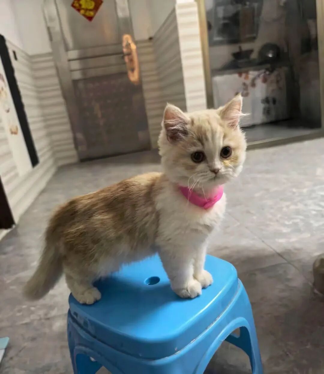 你们遇到过吗？下车被一只猫尾随到家，我领它回家，现在它当我是妈了。