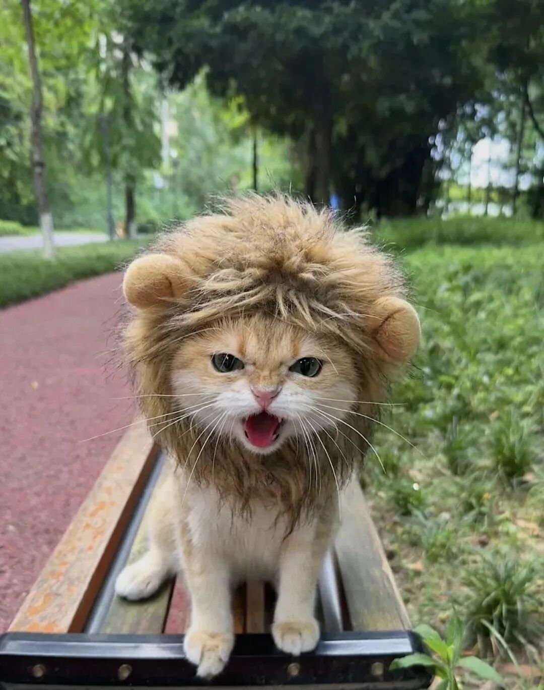 猫咪:“别惹我，我很凶的”~