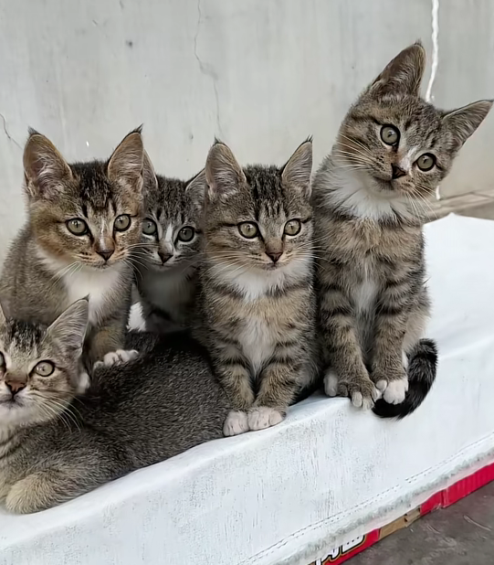 5只猫中有4只偷跑去玩，被猫妈发现后轮番揍…网友：一眼就看出谁没去哈哈