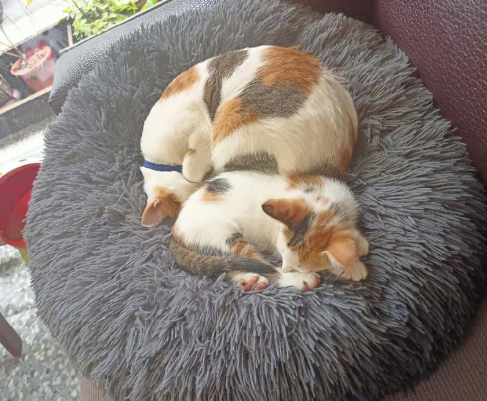 主人收养了一只小猫，原住猫：这是我的私生女吗？