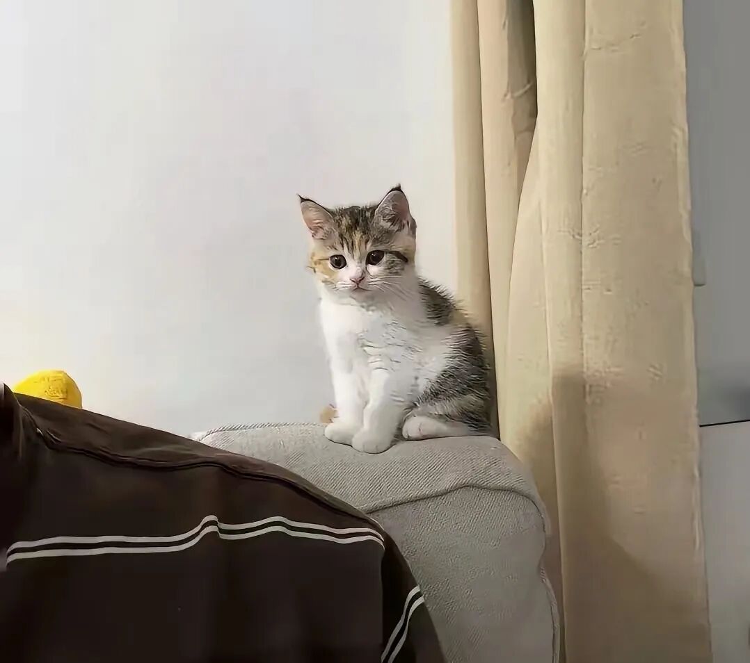 儿子分手把猫扔给我，养亲了又要回去，我该咋办？