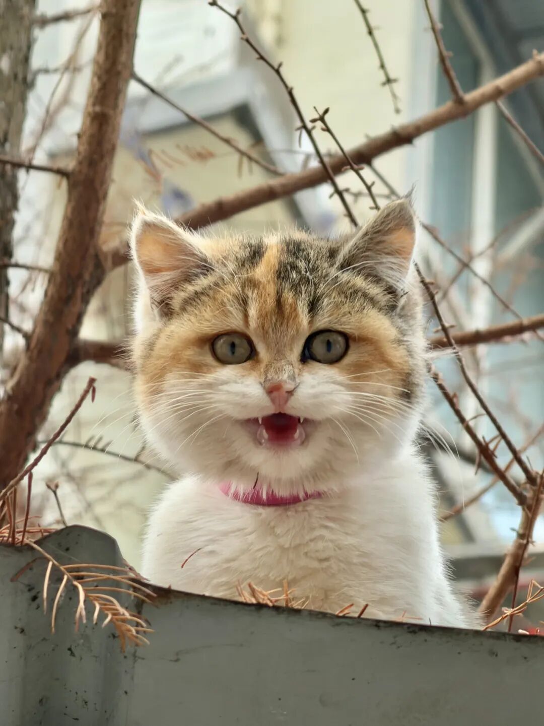 这么漂亮的小三花应该是很多人的梦中情猫