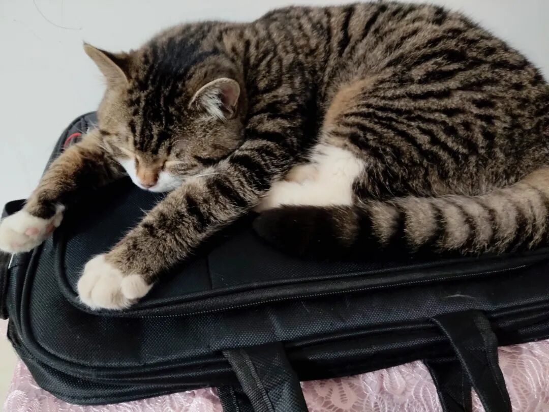 第一次见猫仔踩奶