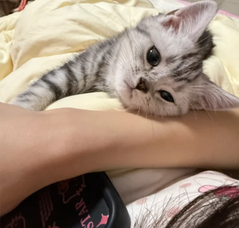 猫咪睡觉的位置，决定你在它心里关系，95%的人都不知道！