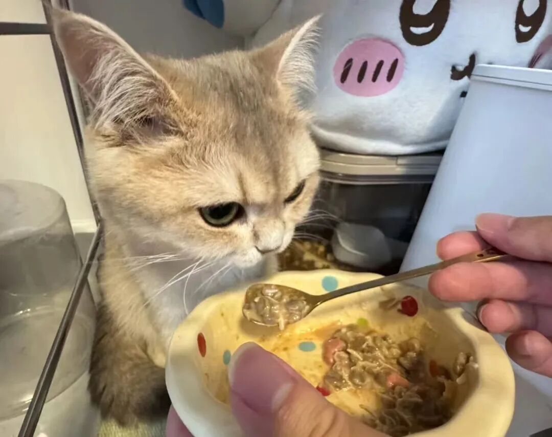 猫咪被你宠坏才会有的五种行为！