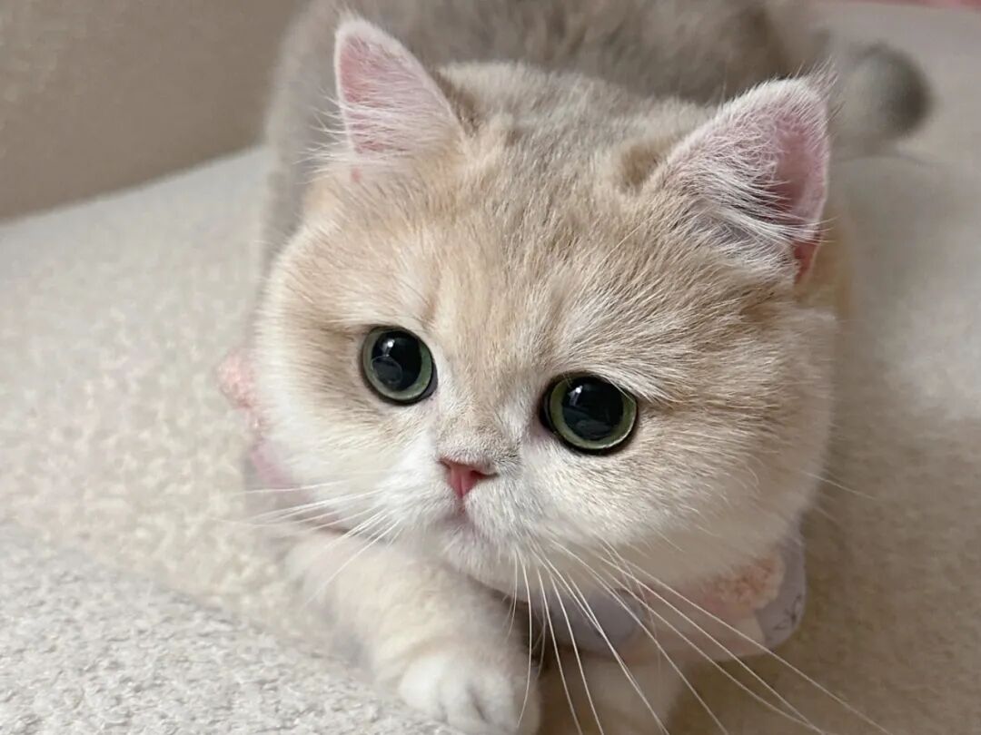 春节猫留守看家，这三个锦囊能让它保命