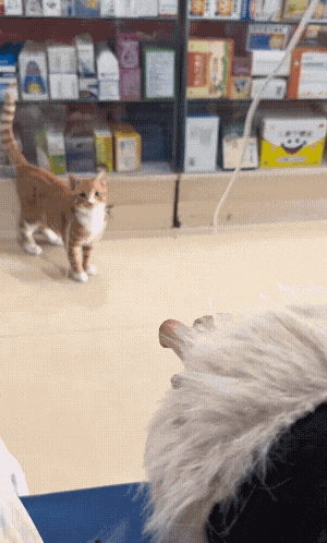 小姐姐在诊所吊水时觉得无聊就逗起了诊所里的猫，结果被医生看到后把猫咪拴了起来…猫：？？？