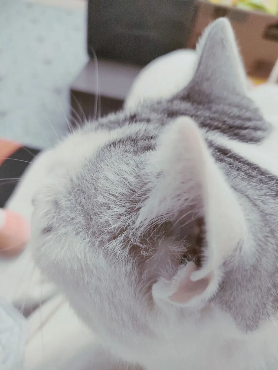 监控两天没拍到猫主子，可把我们急坏了！