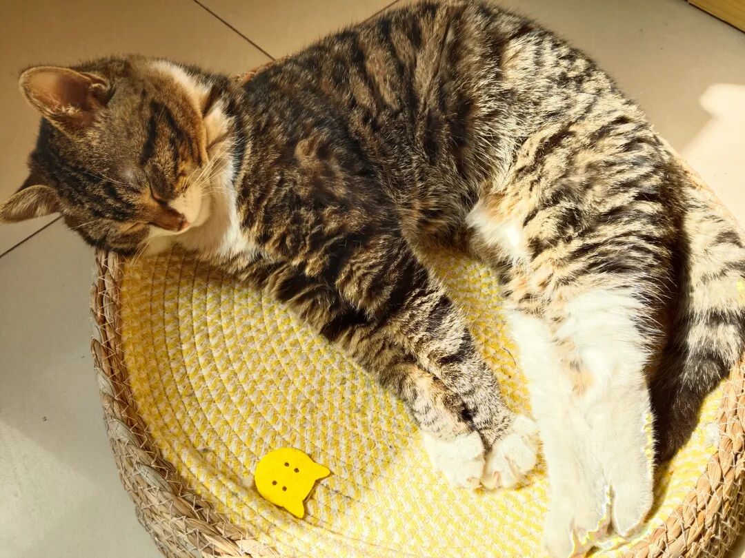 猫仔仔，让大家看看你可爱的时刻