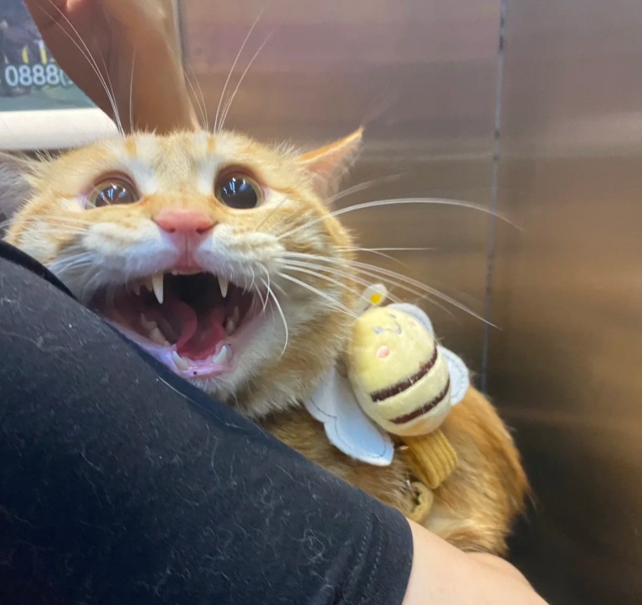 出现这些迹象，说明猫应激了，别再刺激它