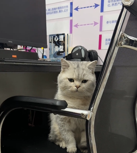 公司入职就发猫，结果同事离职后，她的猫咪找不到人，执着守在空位不走：呜呜主人不要我了？