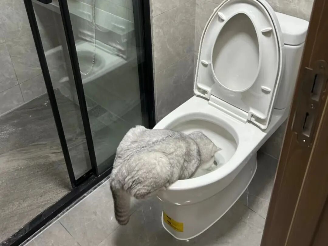 你家的猫非要喝马桶水？
