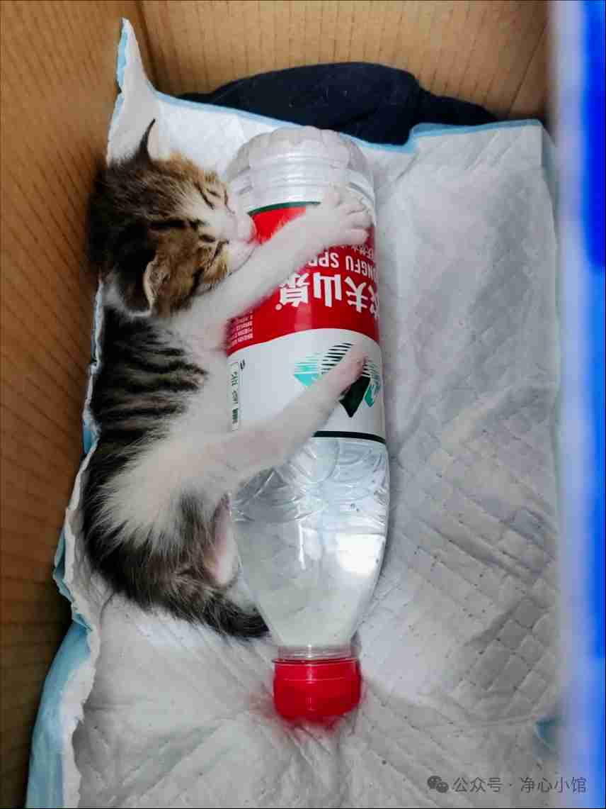 刚捡回来，叫了半天，给个热水袋就安静了