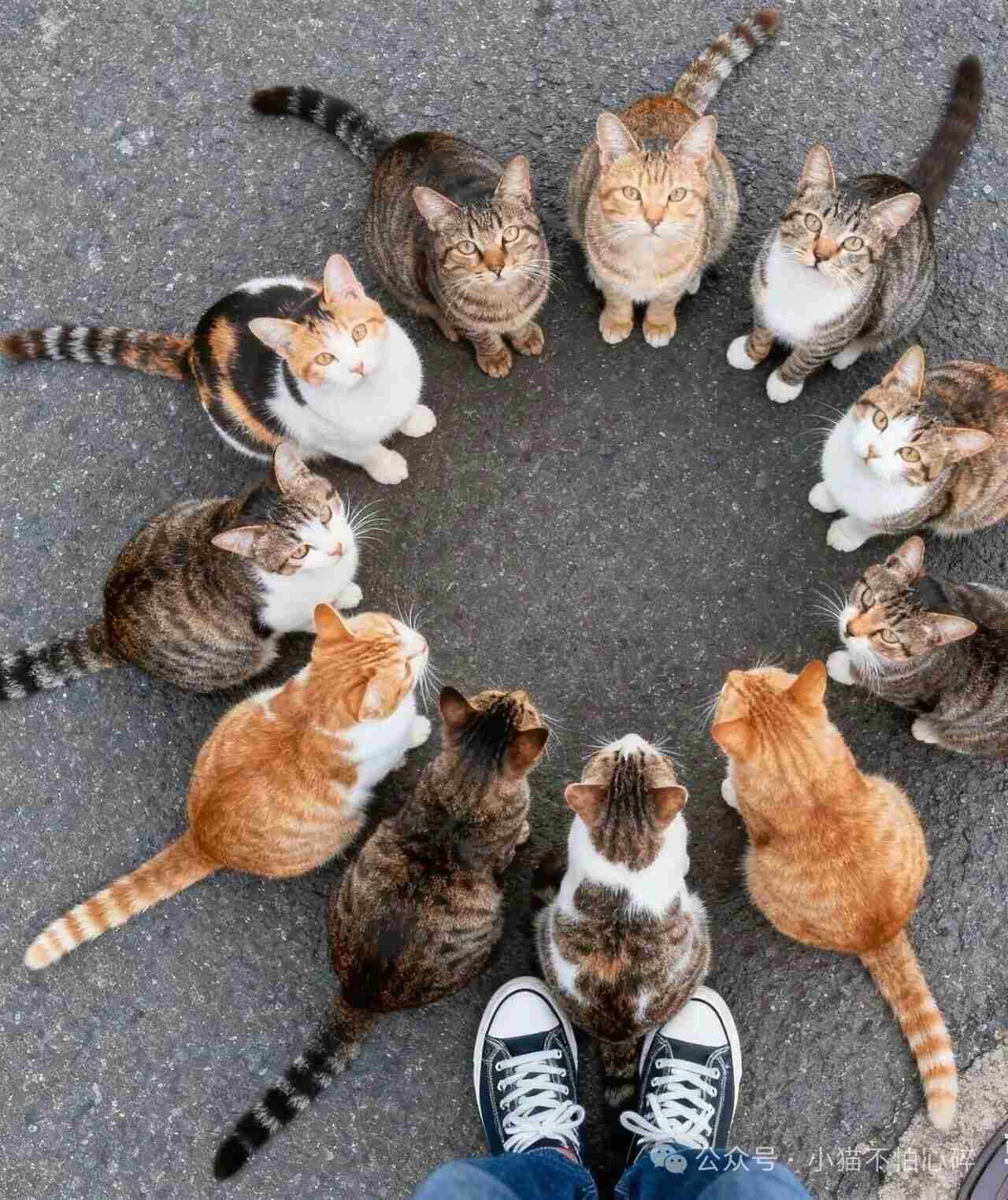 退休大爷的秘密饭局，天天有一群“小朋友”准时赴约