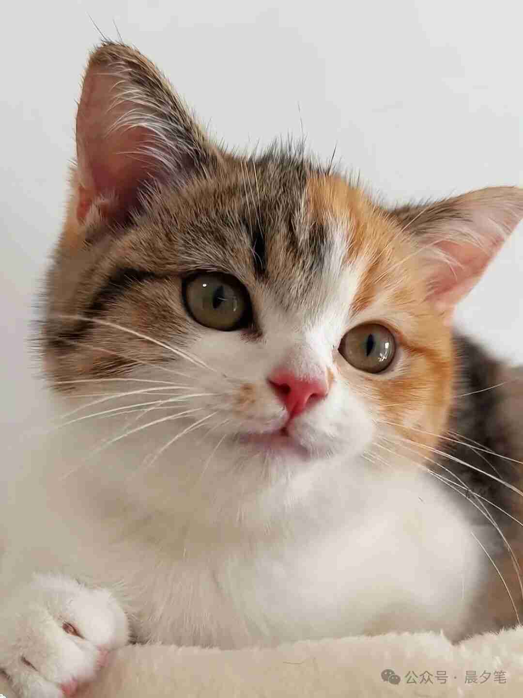 一只流浪猫的“报恩”：烤鱼店老板的生死瞬间