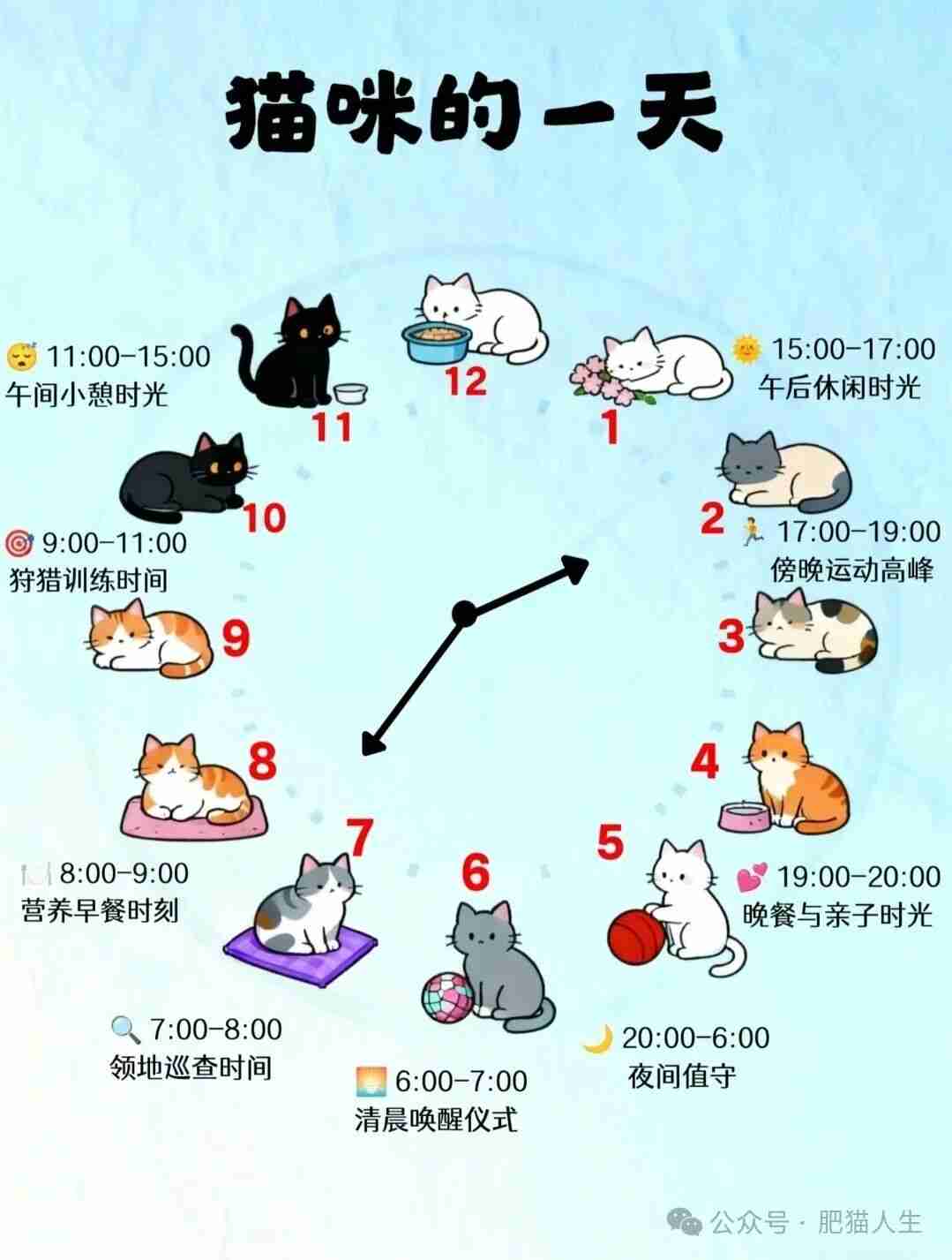 猫猫我啊，不上学不上班，吃了就睡！