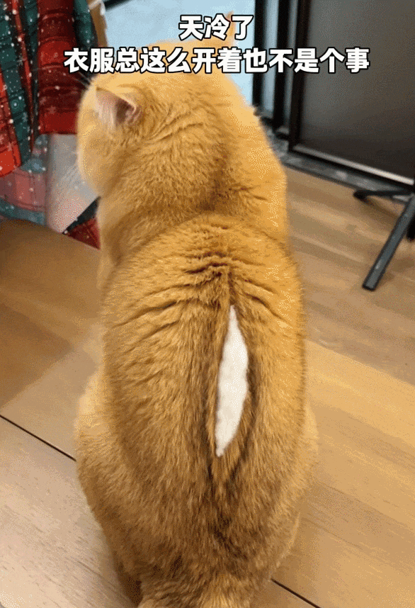 网友吐槽家里养了6年的猫突然开线，仔细一看…差点没笑死！