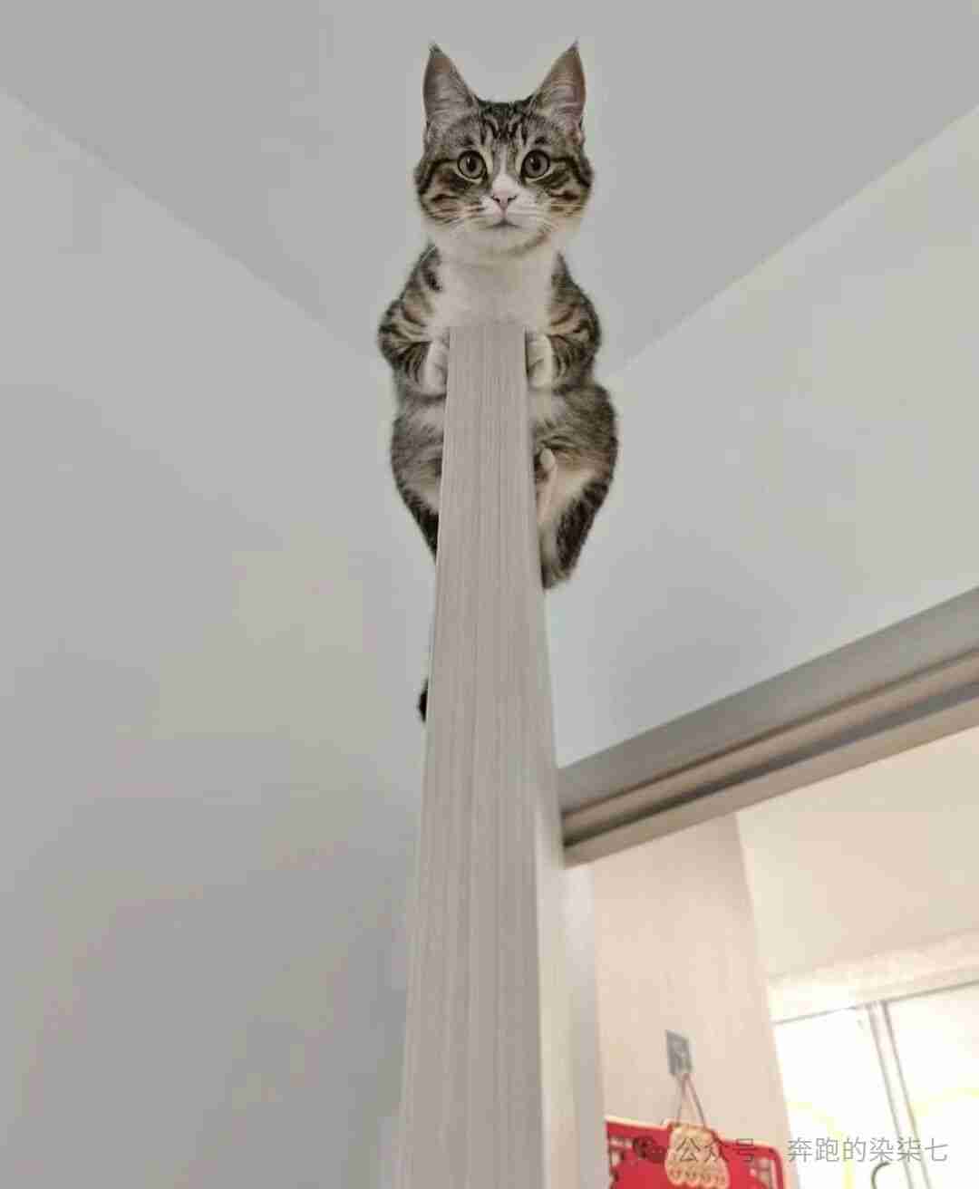 猫：真正的爬墙根儿…是我这样的😂