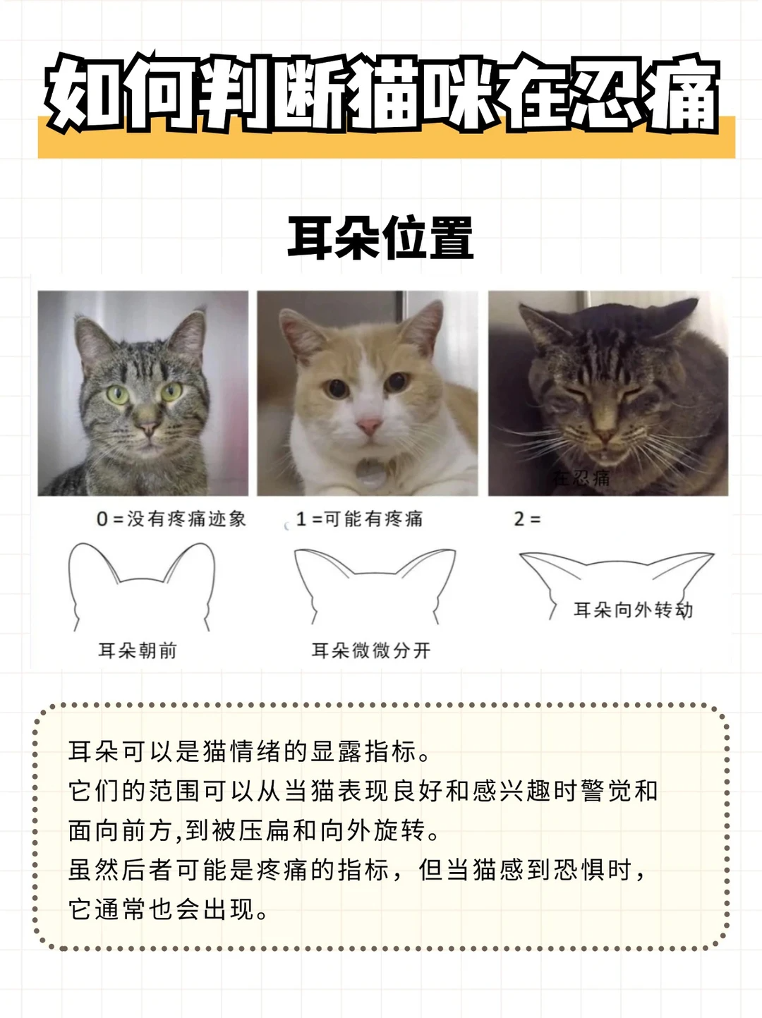 这5个地方，可以看出猫咪是否在忍痛！